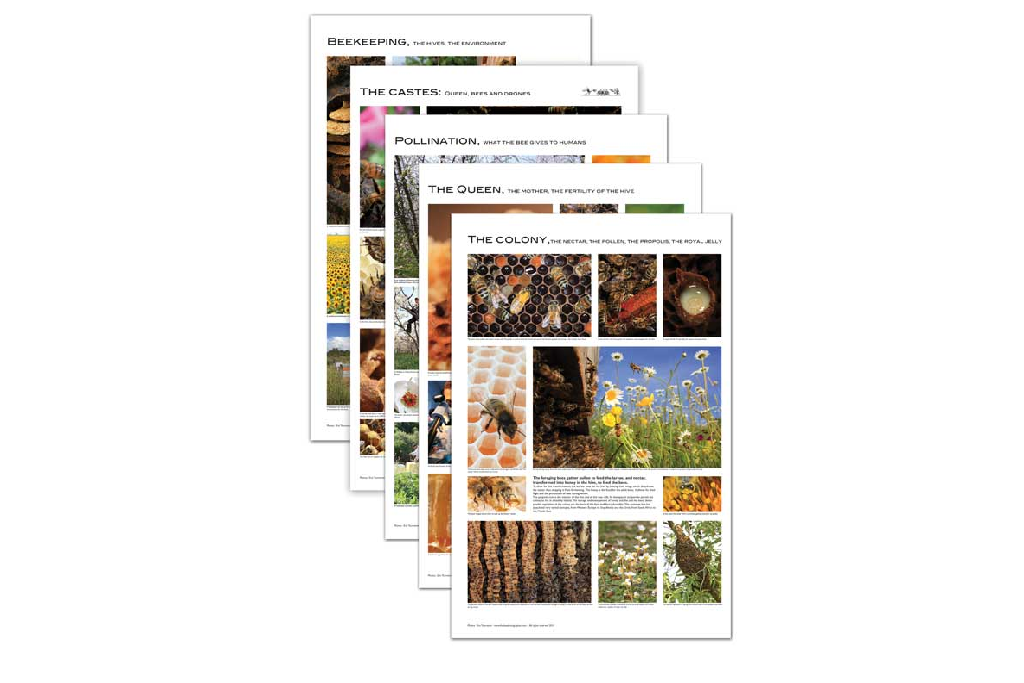 Beekeeping Poster Set
