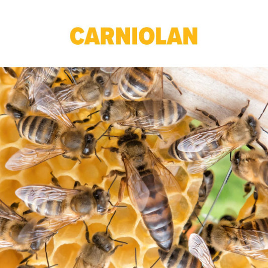 Carniolan Queens - Californian - Week of May 18th - 22nd