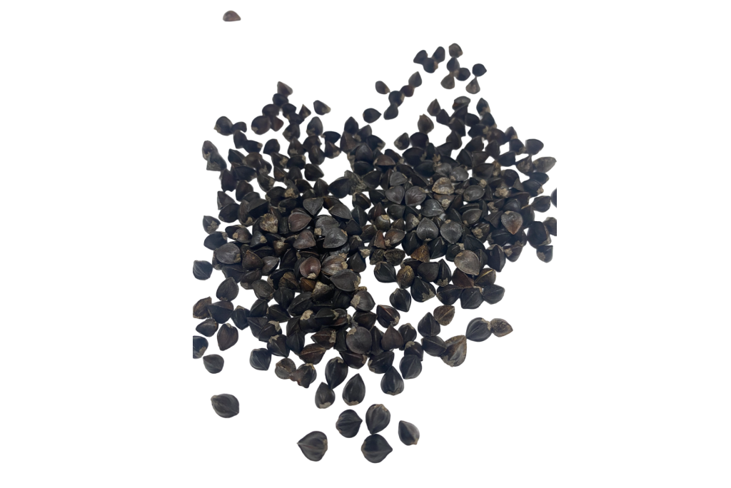 Buckwheat Seed